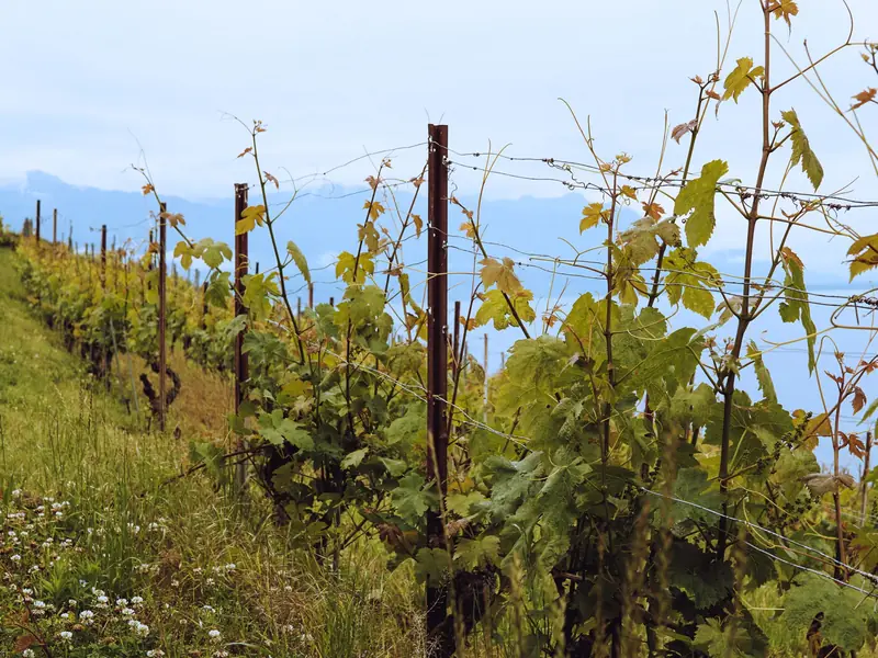 Vignes en terrasses au-dessus d'un lac, en Suisse.